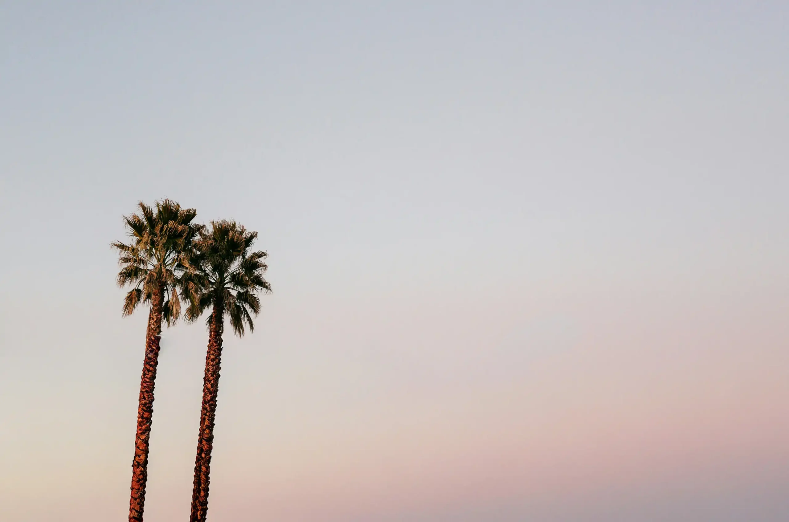 Palm trees at sunset