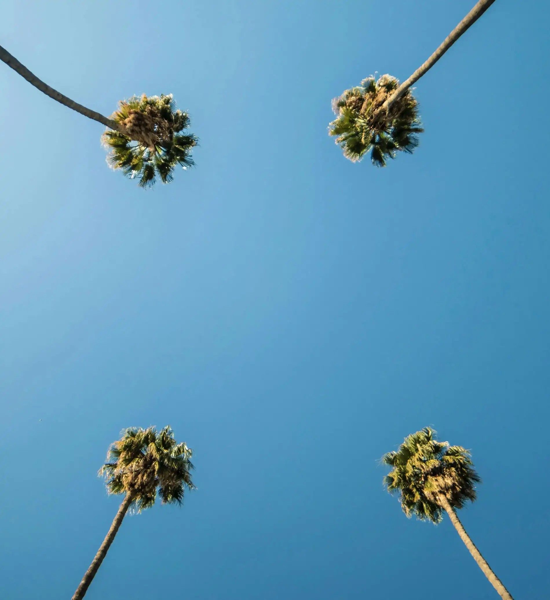 Featurepalmtrees Ravello Escrow - Beverly Hills
